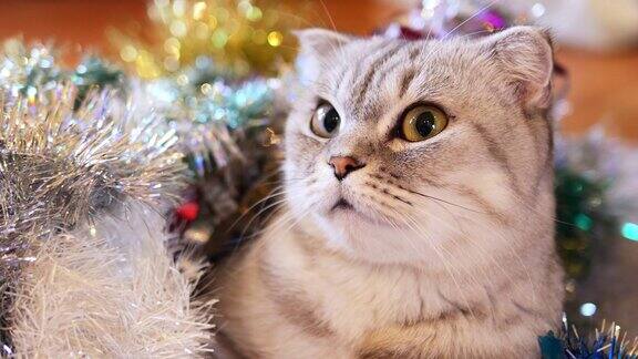 圣诞节的苏格兰折耳猫猫与圣诞金丝特写