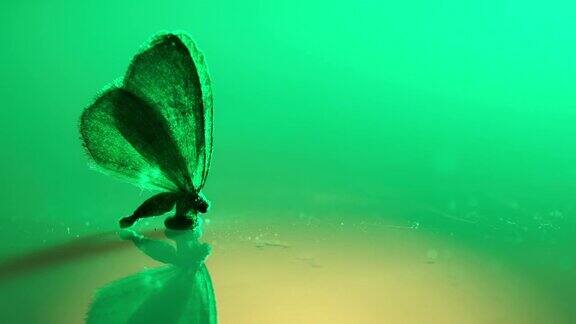 死蛾站在反光的表面上光线正在改变颜色形成平滑的渐变
