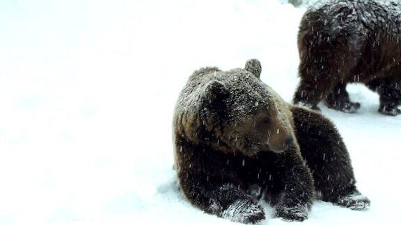 在大自然的冬天棕熊在雪地里