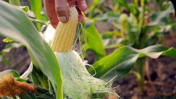 年轻的农民检查成熟的玉米