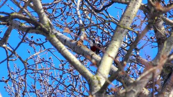 鸟在树上蓝天前盛开的柳树春天树上的鸟