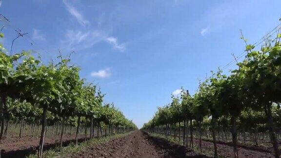 空中镜头葡萄园葡萄园一排排葡萄园种植