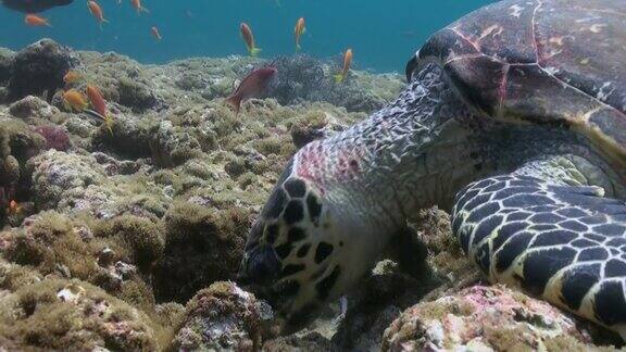 在珊瑚礁上游泳的玳瑁海龟