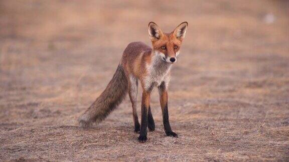 美丽的红狐在镜头前摆姿势