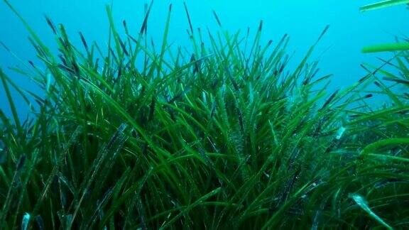 慢动作浓密的绿色海草摇曳在蓝色的海水背景绿色海草地中海绦草或海王星草(草属)典型的天然的地中海水下海景塞浦路斯