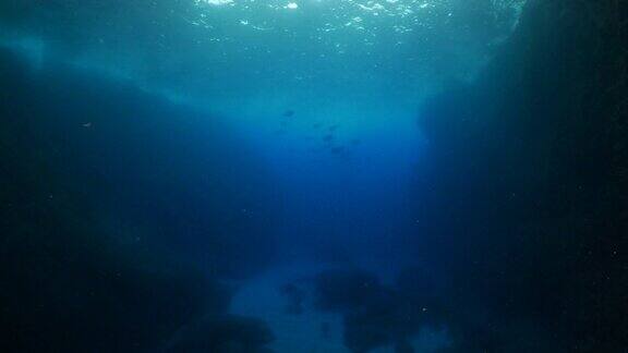 一群狗齿金枪鱼在蓝色的深海中游泳