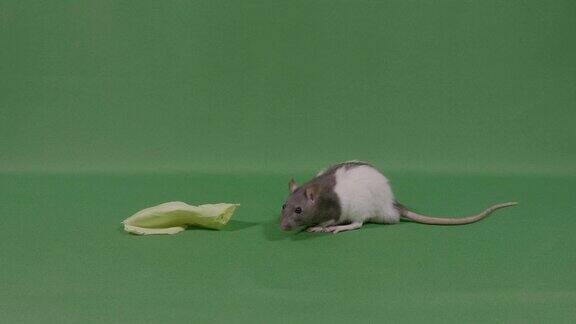 小老鼠在绿色的屏幕上靠近一块食物
