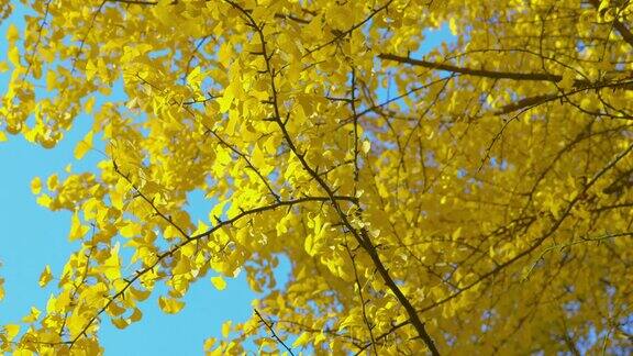 秋天印象-美丽的银杏与秋天的树叶-镜头改变焦点