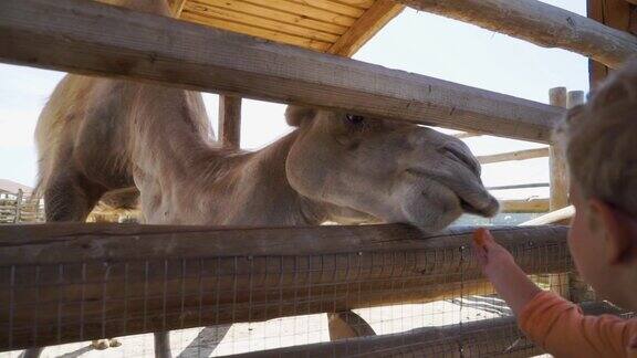 那个男孩在动物园里给骆驼喂食物