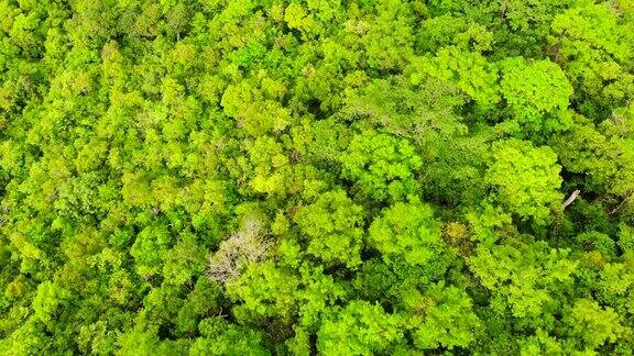 美丽的鸟瞰图山上森林里的绿树