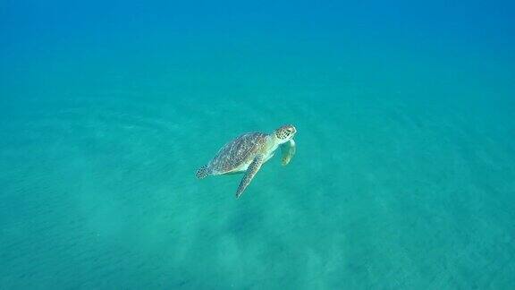 马萨阿拉姆的海龟游向水面