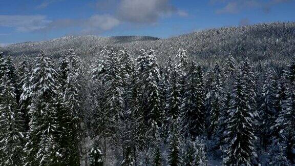 空中-在白雪覆盖的松树森林上空