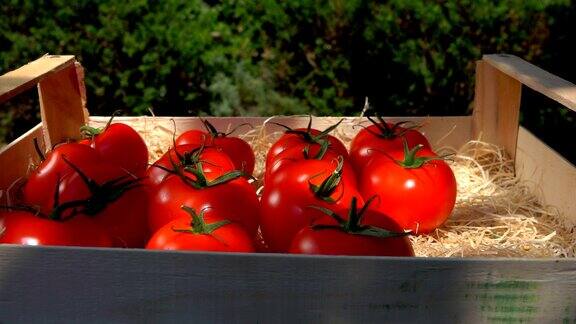 女人的手把熟透了的令人垂涎欲滴的红色西红柿放在一个装有木屑的盒子里