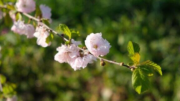 春天樱花在花园里盛开