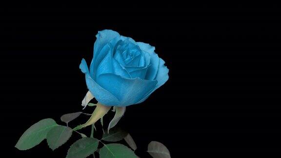 蓝绿色浅蓝色玫瑰在黑色背景上绽放时光流逝美丽的贺卡婚礼背景情人节概念复活节春天4k