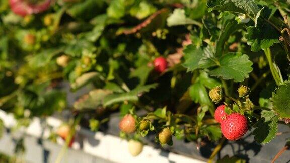 草莓农场花园里等待成熟的草莓健康有机和美味的水果
