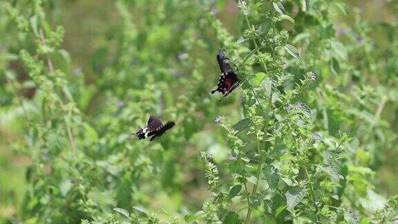 两只蝴蝶在绿色的自然背景中飞舞