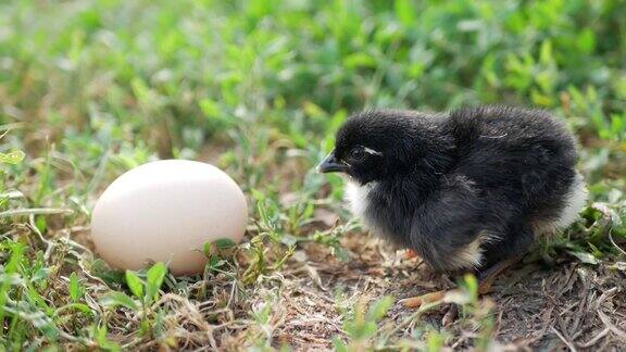 草地上有小鸡和鸡蛋