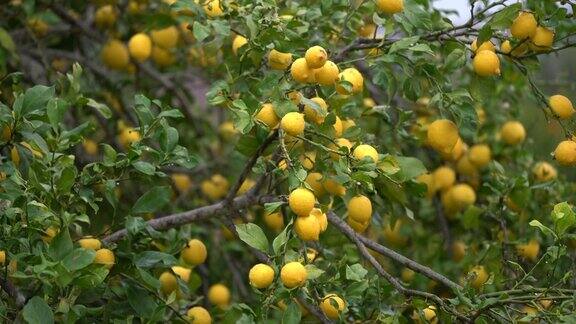 雨中的柠檬树