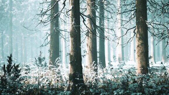 树木在雾蒙蒙的冬季森林霜冻和雾