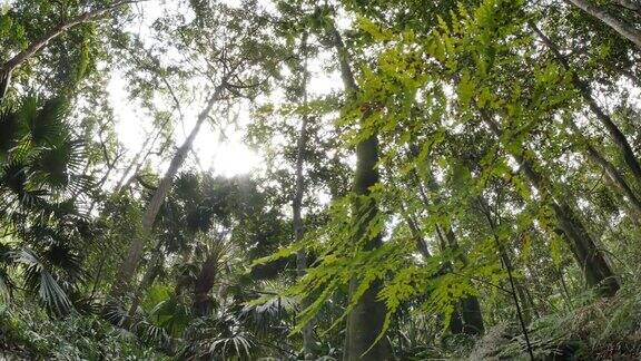 热带雨林蕨类林下落叶层自然生态系统