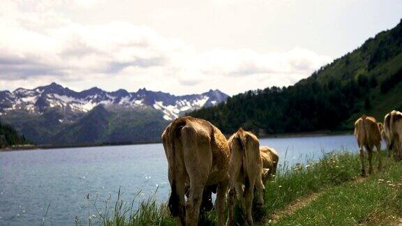 瑞士阿尔卑斯山夏季草地上的一群牛