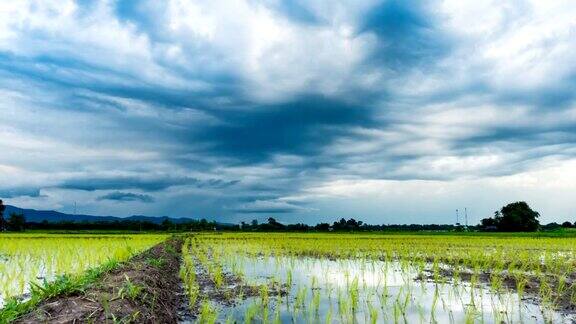 美丽的雷雨云在稻田上空全高清视频19201080