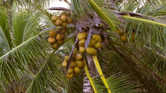 黄色的椰子
