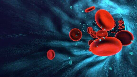 人体血管内流动红细胞的循环