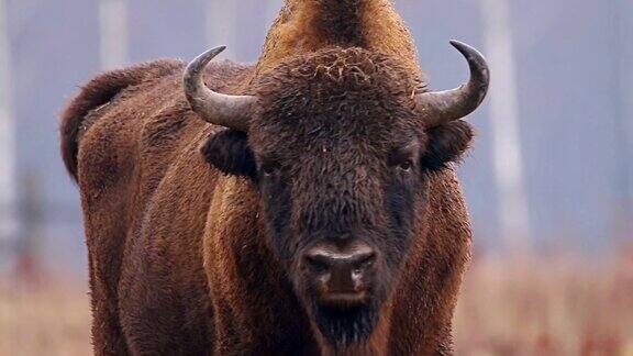 森林里的野牛欧洲野牛(欧洲野牛)它是与美洲野牛并列的两个物种之一