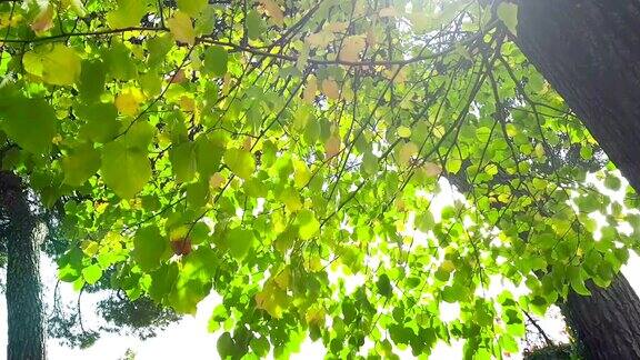 森林树木和绿色的春天夏天的树叶在白天