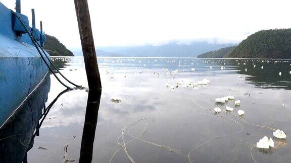 泸沽湖水车花盛开