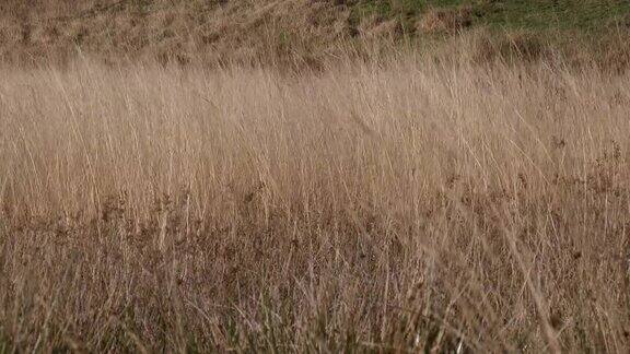 苏格兰乡间的枯草随风飘动