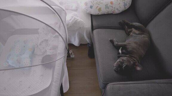 可爱的黑色法国斗牛犬睡在沙发上旁边是新生的婴儿