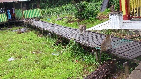 猴子生活在印度尼西亚南加里曼丹岛肯邦岛的天然森林中