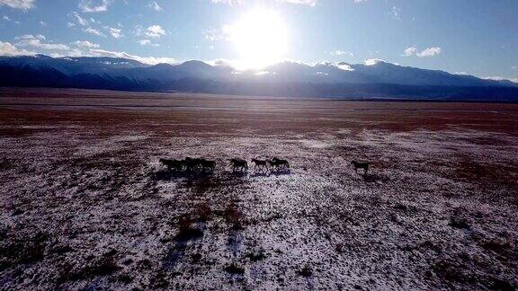 野马群在草地上奔跑空中飞过有雪的冬季草原自然野生动物美丽动物骏马奔跑日落闪耀冒险自由生态概念