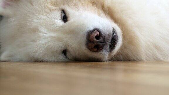 一只趴在一边的白色萨摩耶小狗慢慢地睡着了趴着睡的萨摩耶狗睁开眼睛又睡着了