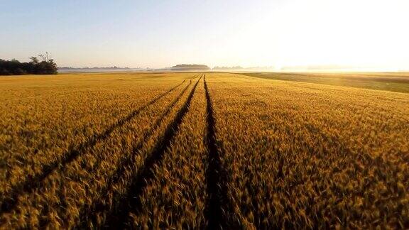 清晨空中的大麦田