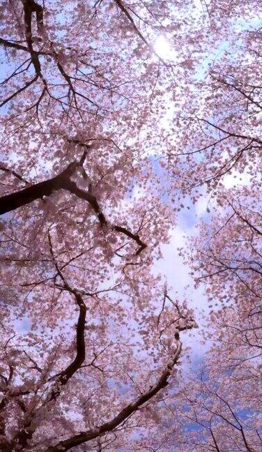 仰望樱花和天空