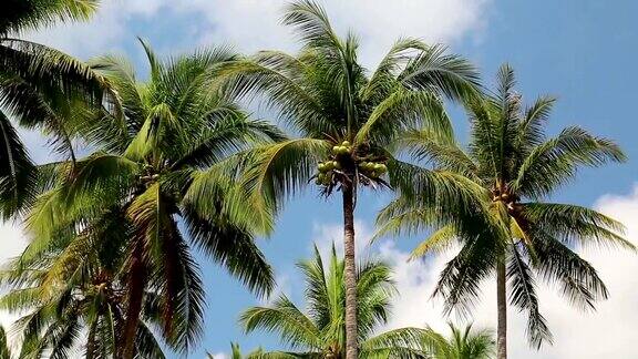 泰国KohChang岛上的椰子树
