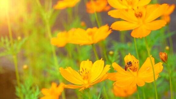 慢镜头蜜蜂飞在美丽的花园在早晨的日出