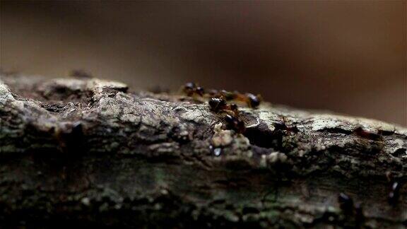 蚂蚁在森林