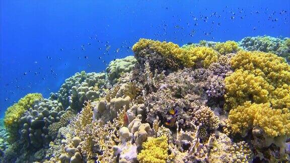 美丽的异国情调的珊瑚礁与小热带鱼在红海