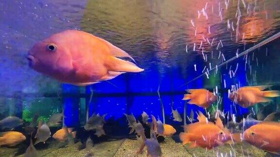 红血鹦鹉慈鲷在鱼缸里游泳