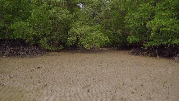 在马来西亚恩多的低潮沙滩上从气藻气根到红树林森林树木的倾斜拍摄