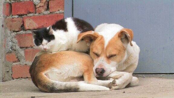 狗和猫永远的友谊