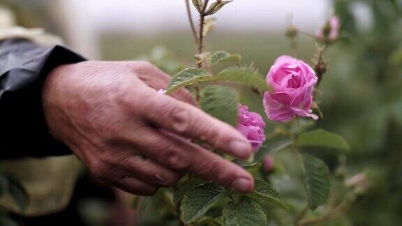 不可辨认的女人采摘玫瑰花精油生产