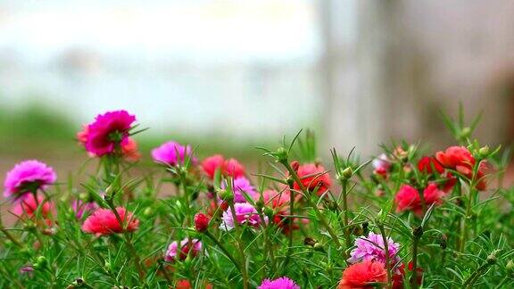 马齿苋玫瑰藓太阳植物粉红色的玫瑰洋红花盛开在花园里