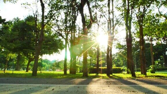 公园公园的背景树木和傍晚的太阳