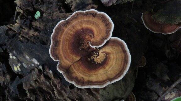 老木头上的蘑菇